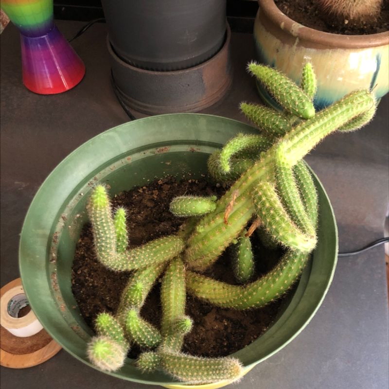 Bunny Ears Cactus in a green pot with visible soil, well-framed and in focus.