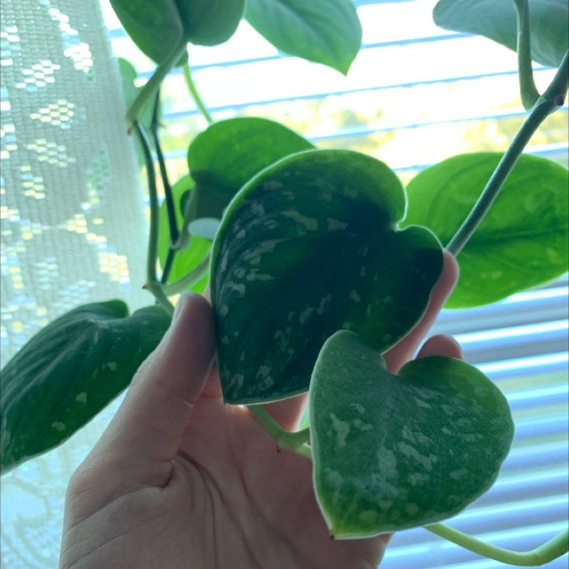 Hand holding up a vibrant green satin pothos leaf with distinct variegation against a bright window.