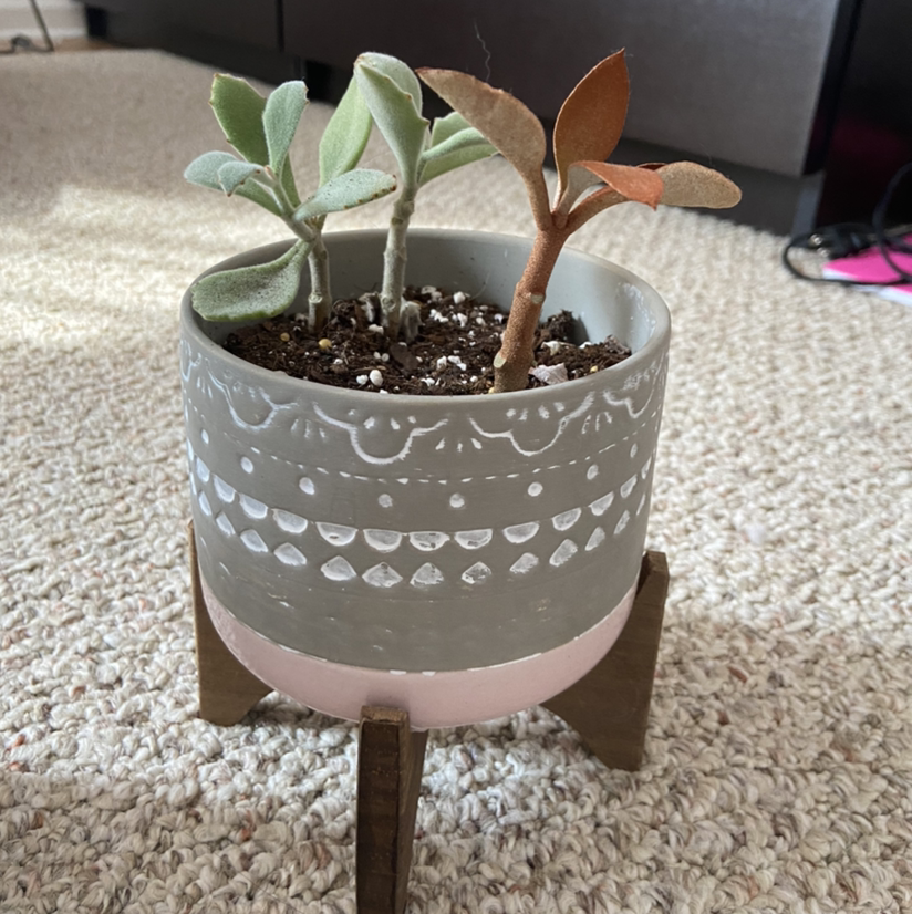 Potted Panda Plant with green and brown leaves, visible soil, well-framed.