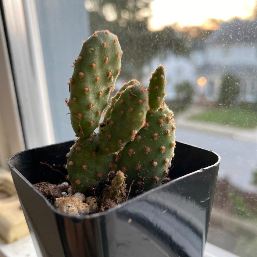 Bunny Ears Cactus in a small black pot, well-framed and healthy.