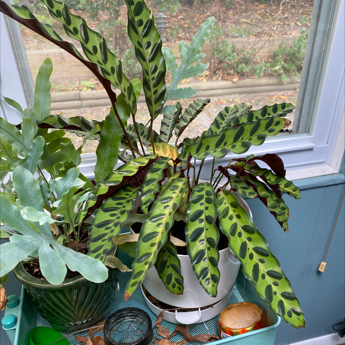 Rattlesnake Plant (Calathea lancifolia) with patterned leaves in a pot near a window.