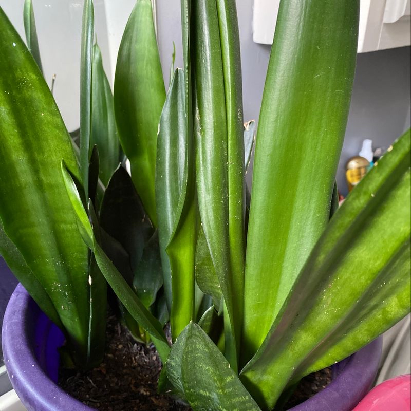 Snake Plant with long, upright green leaves in a purple pot. Soil is visible.
