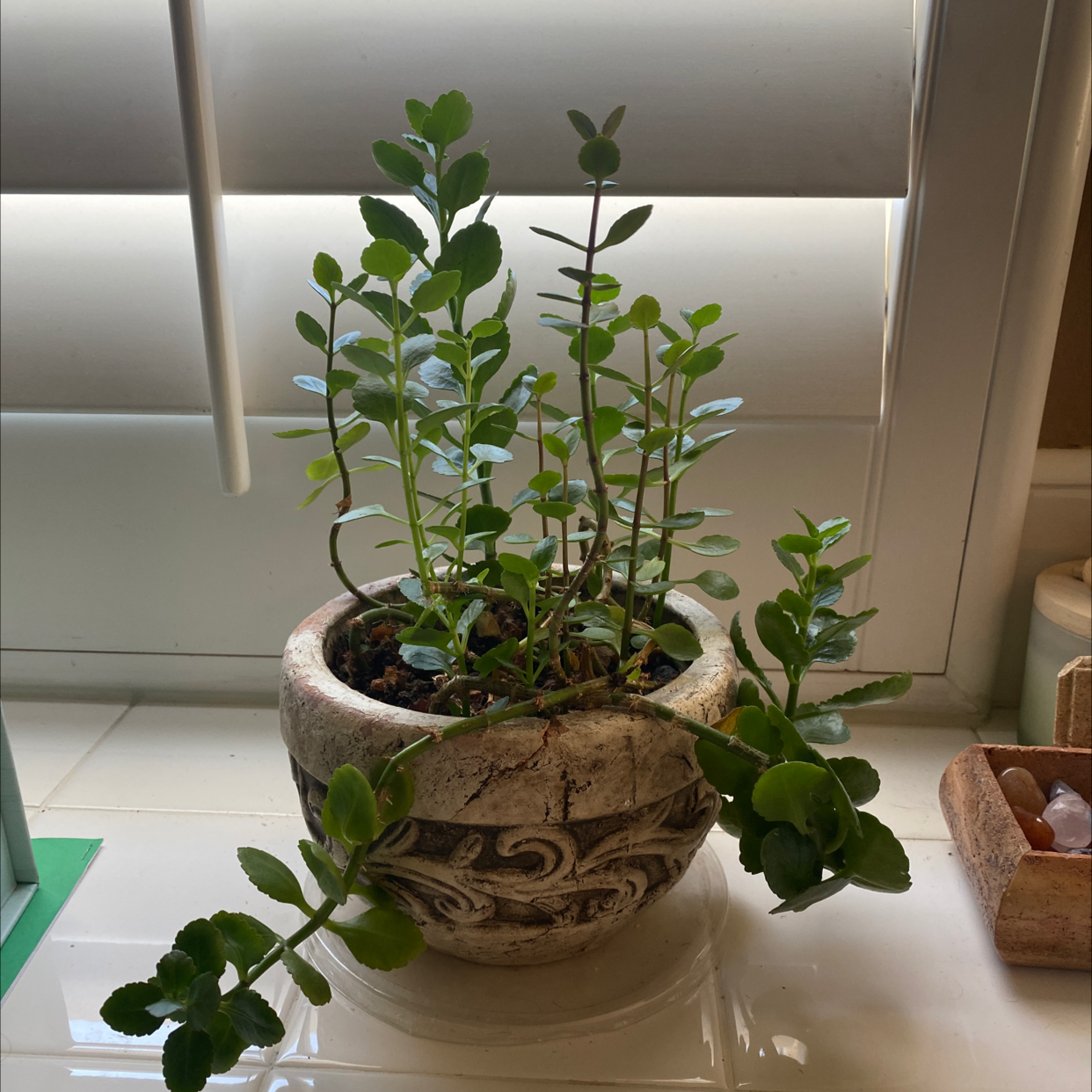 Florist Kalanchoe plant photo by @KarenG named Hamilton on Greg, the plant care app.