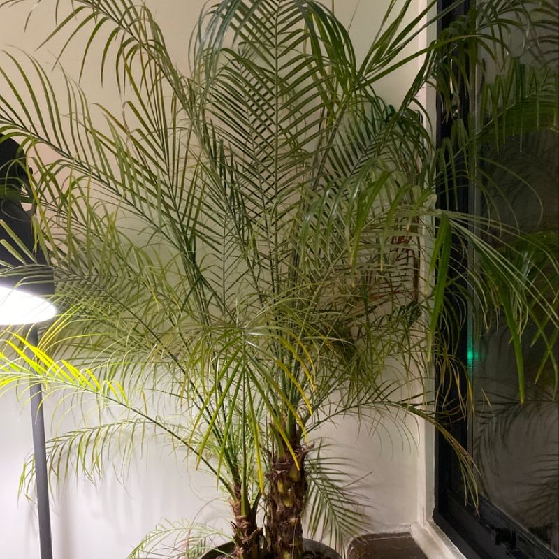 Healthy Pygmy Date Palm with lush green fronds, situated indoors in a white pot. The plant appears to be thriving.
