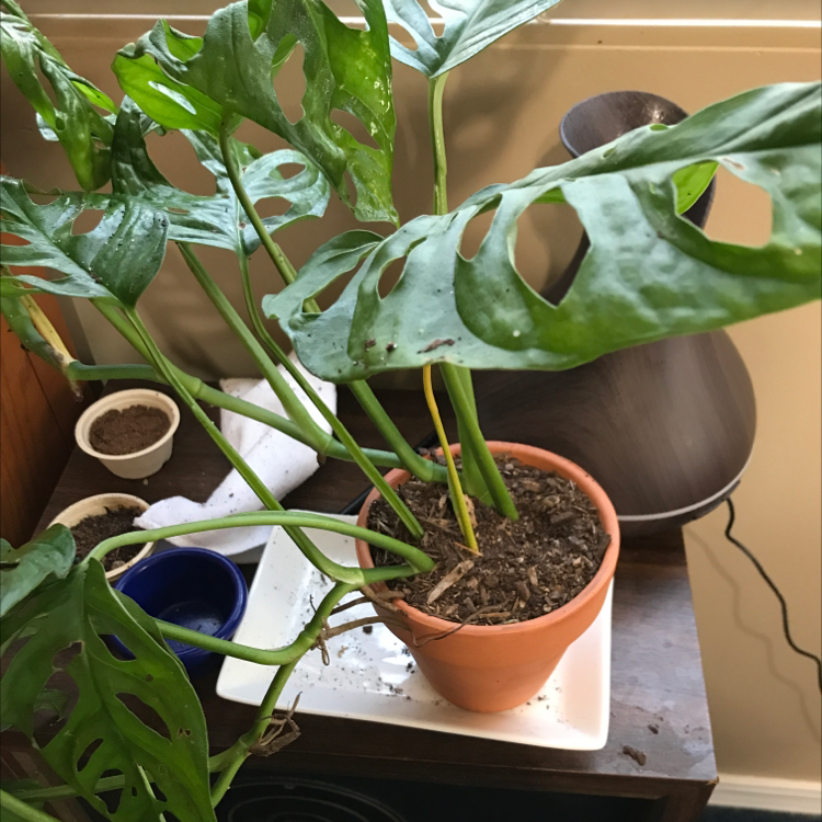 Healthy Monstera deliciosa plant with large, perforated green leaves in a terracotta pot, a human hand pointing out leaf details.