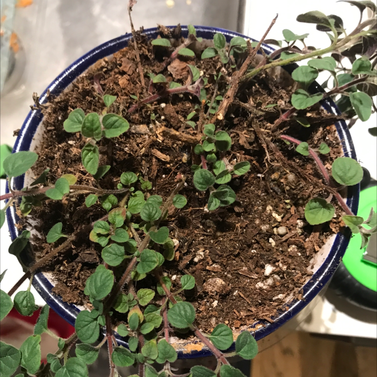 Why Are My Oregano Leaves Falling Over? 🍂