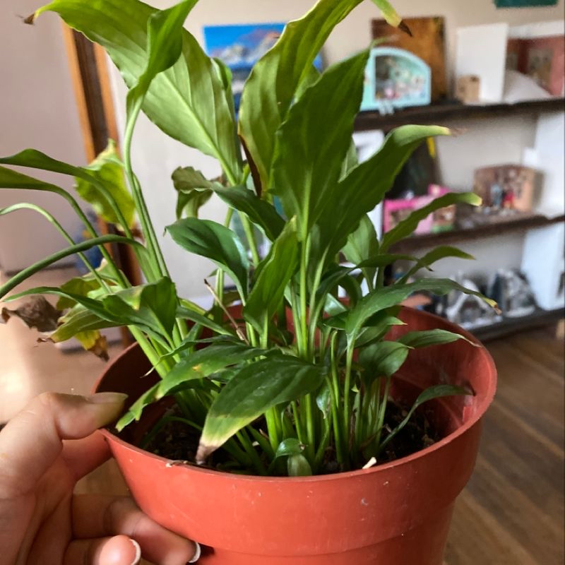 Peace Lily plant photo by @Hweee named Lily 1 on Greg, the plant care app.