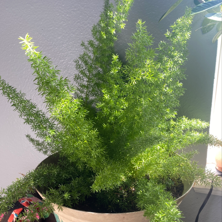 Healthy potted Plume Asparagus plant with lush green feathery foliage in a light-colored container.