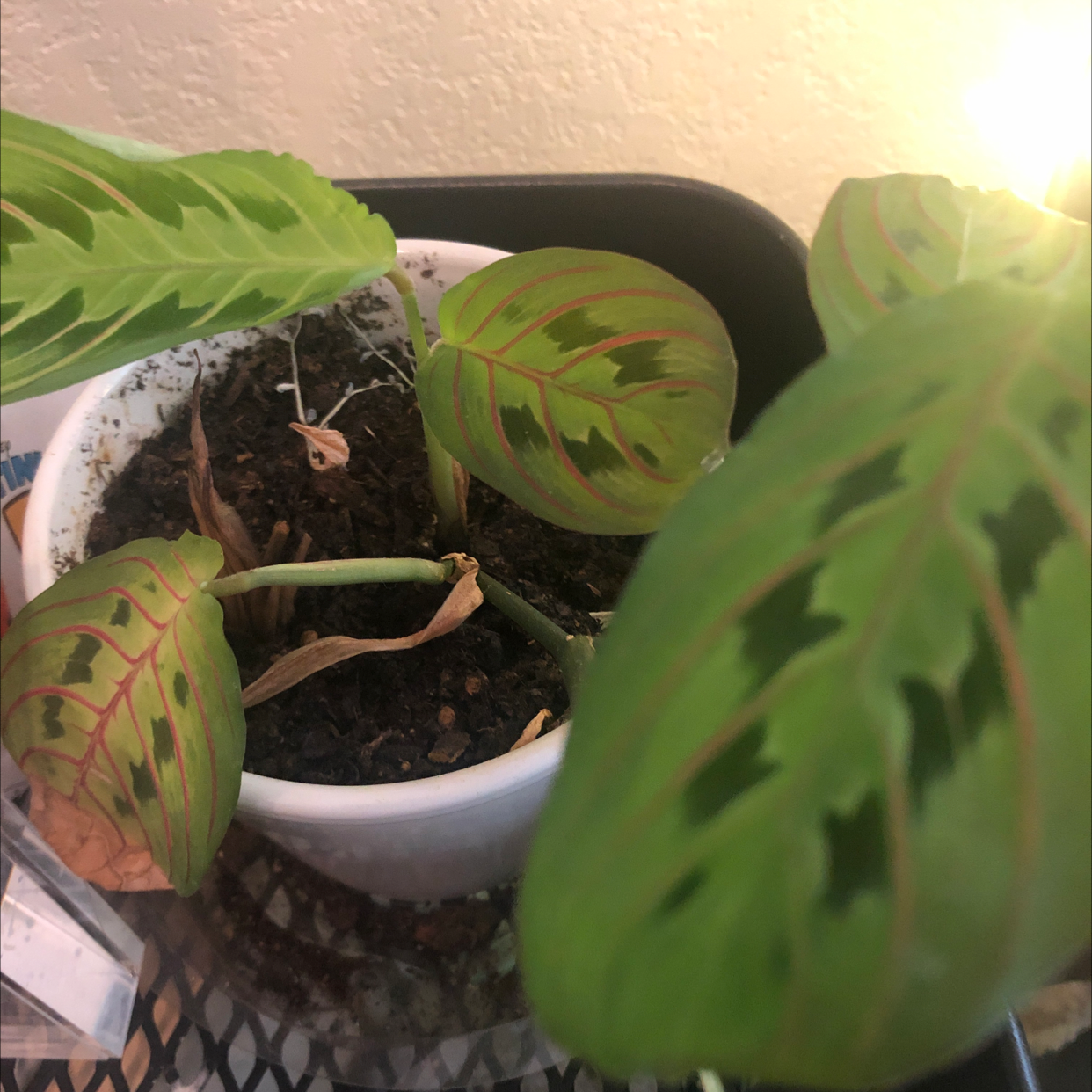 Healthy potted prayer plant with vibrant green patterned leaves, situated on a ledge and photographed in soft natural light.