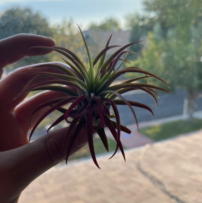 Healthy Blushing Bride Air Plant with burgundy and green arching leaves held in someone's hand, blurred outdoor background.