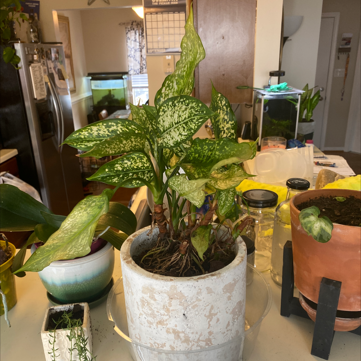 Plant care for Tillisandia aeranthos Bronze on Greg, the plant care app