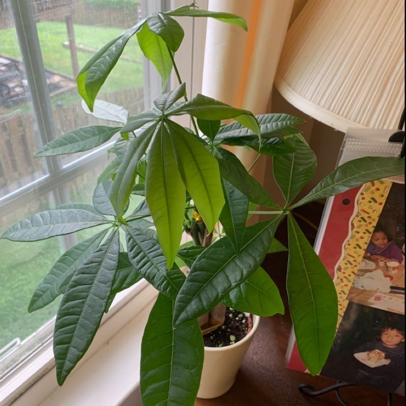 Healthy braided Money Tree plant with glossy green leaves in a white ceramic pot near a bright window.