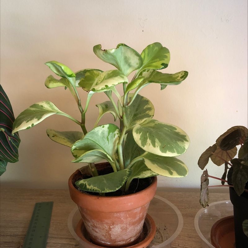 A healthy, thriving Baby Rubber Plant with vibrant green, glossy leaves growing in a terracotta pot.