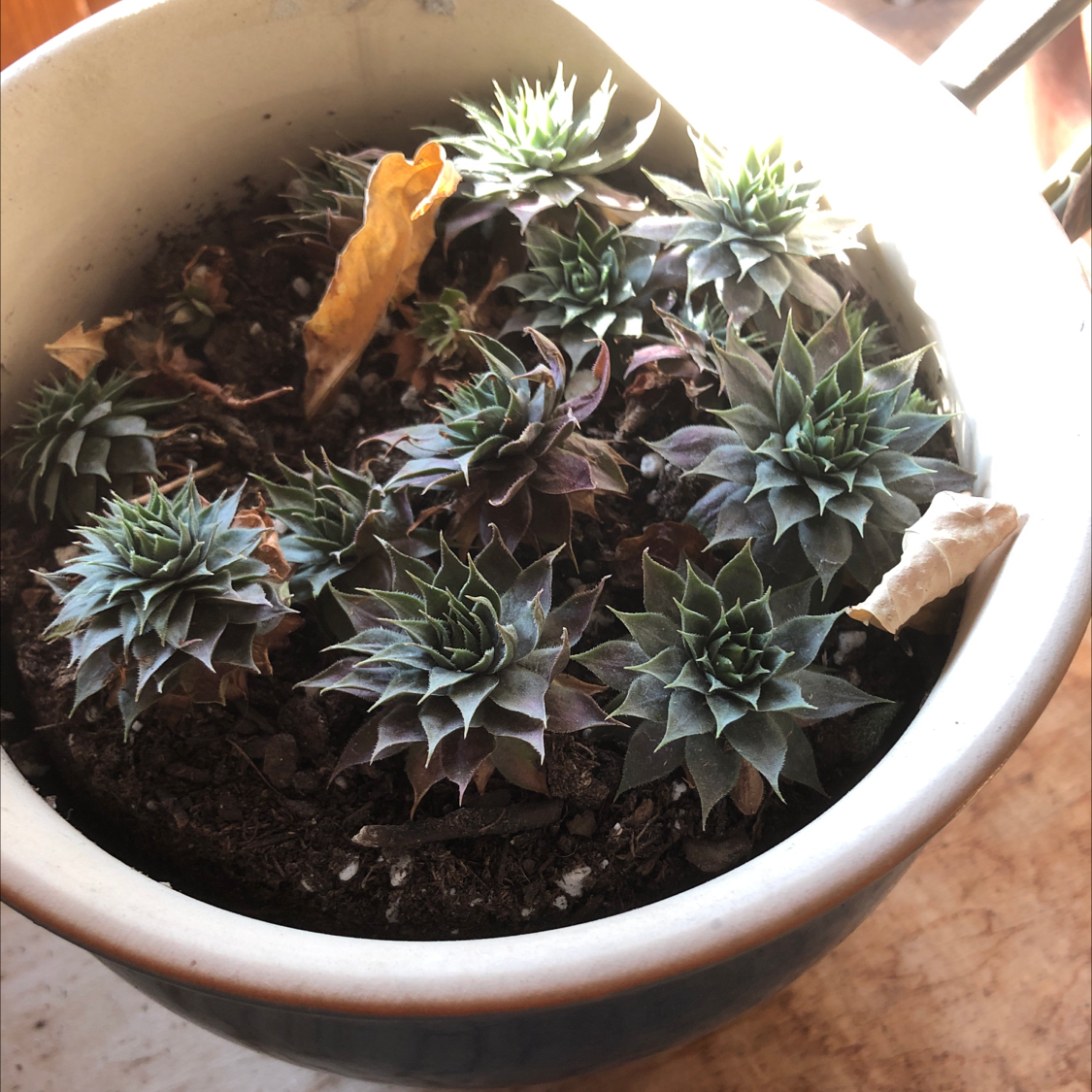 Potted Cobweb Hens and Chicks plant with some dried leaves and visible soil.