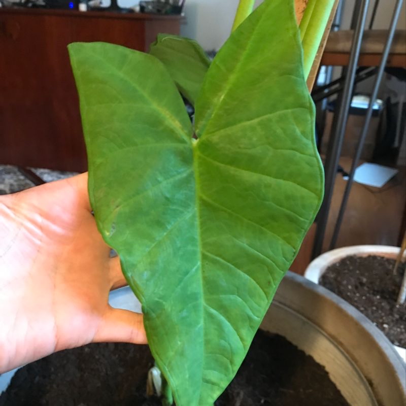 Photo of the plant species Camellia by @brynsome named Reginald on Greg, the plant care app
