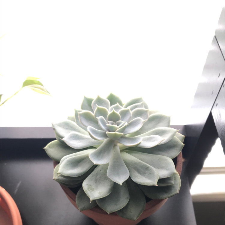 A healthy Pearl Echeveria succulent in a pot with plump, well-formed leaves.