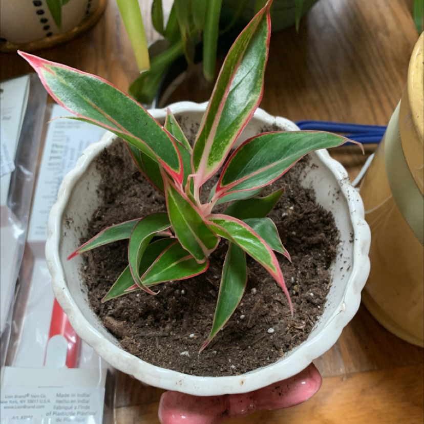 Blushing Philodendron plant in ceramic pot, held by hands. Mostly healthy with slight yellowing on some leaves.