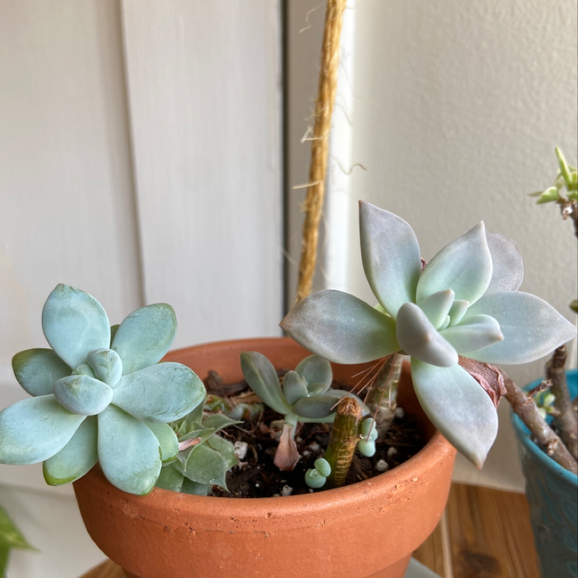 Ghost Plant (Graptopetalum paraguayense) in a terracotta pot, healthy with visible soil.