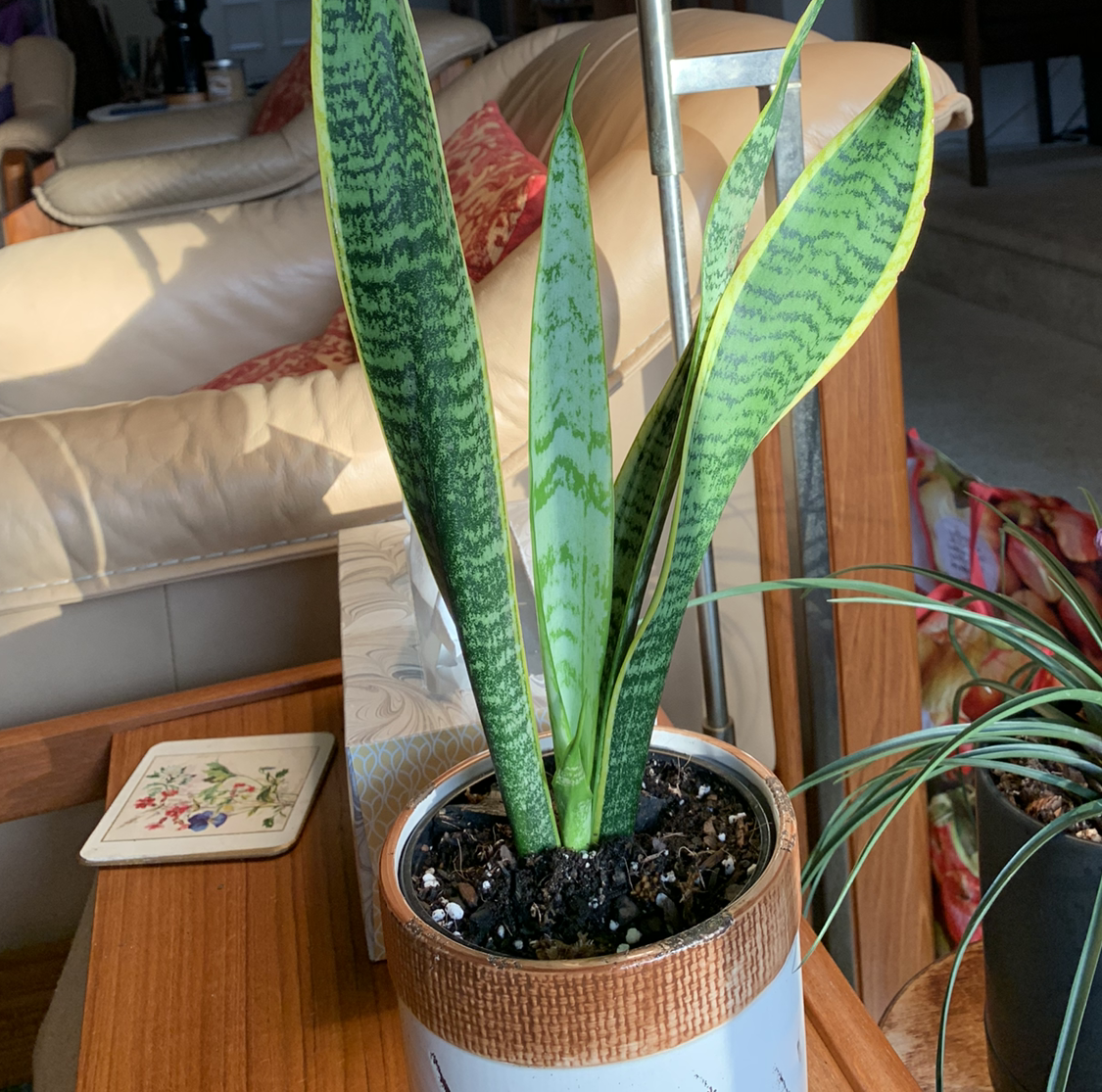 Photo of the plant species Paan by Gage named Laurence on Greg, the plant care app