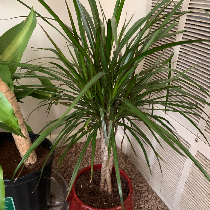Photo of the plant species Catasetum by Ashlyn named McKinley on Greg, the plant care app