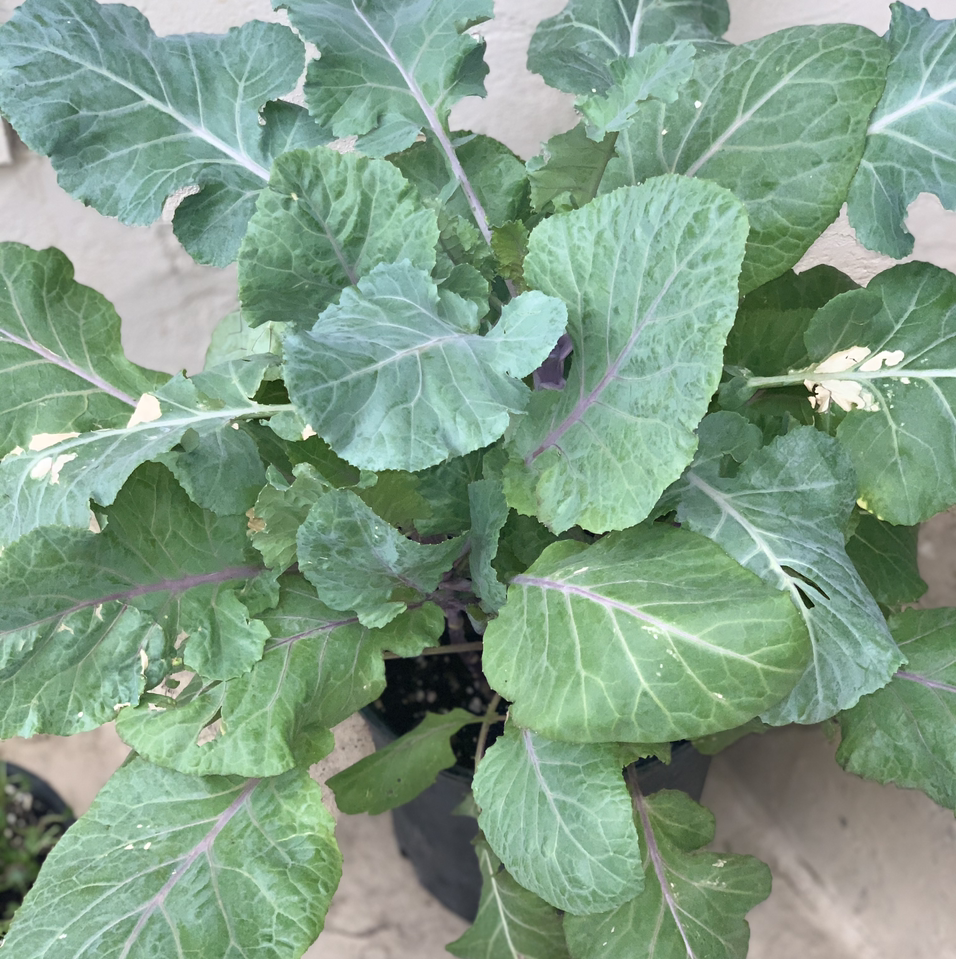 Healthy wild cabbage plant with vibrant green ruffled leaves, showing no signs of discoloration or damage.