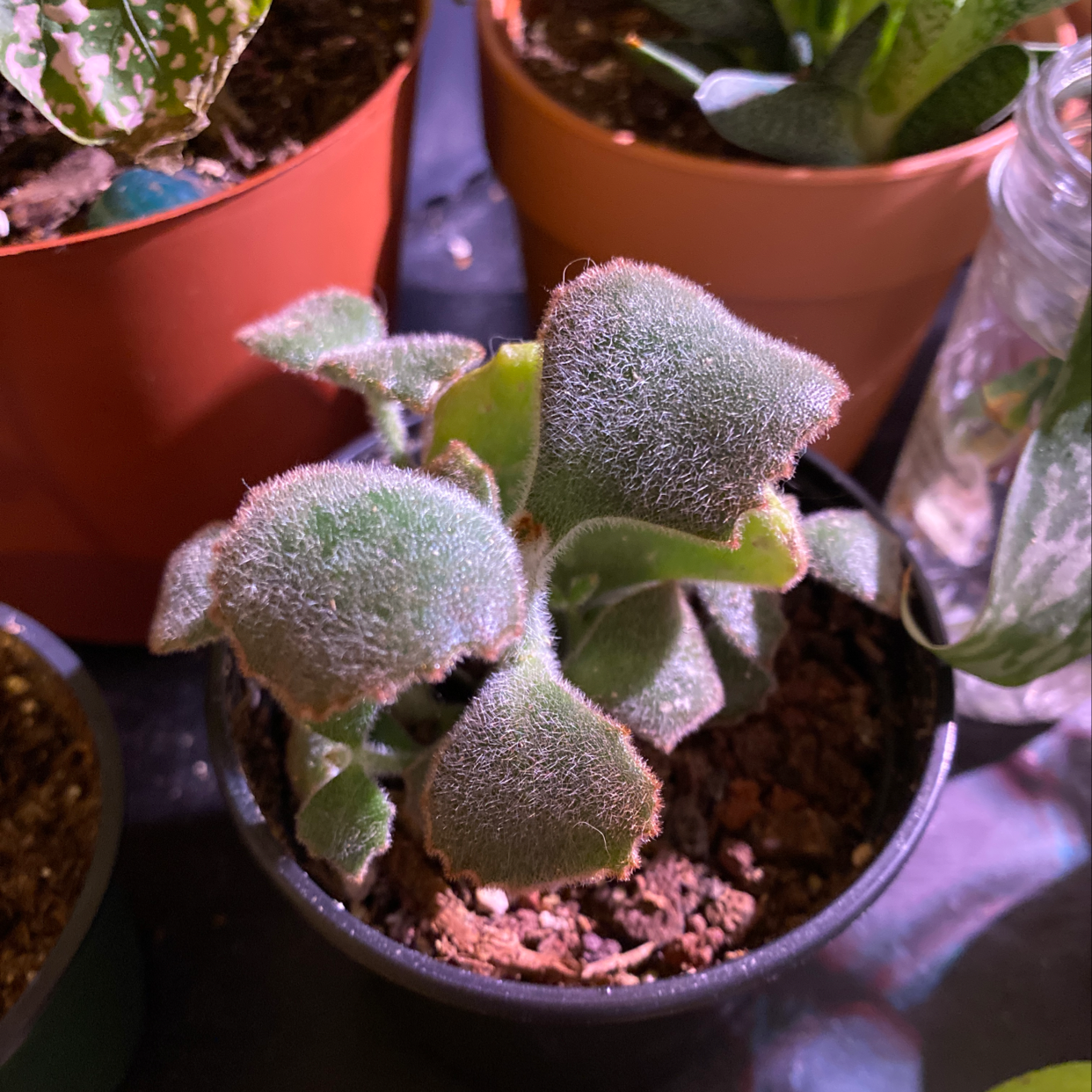 Bear's Paw plant in a small pot with visible soil, surrounded by other plants.