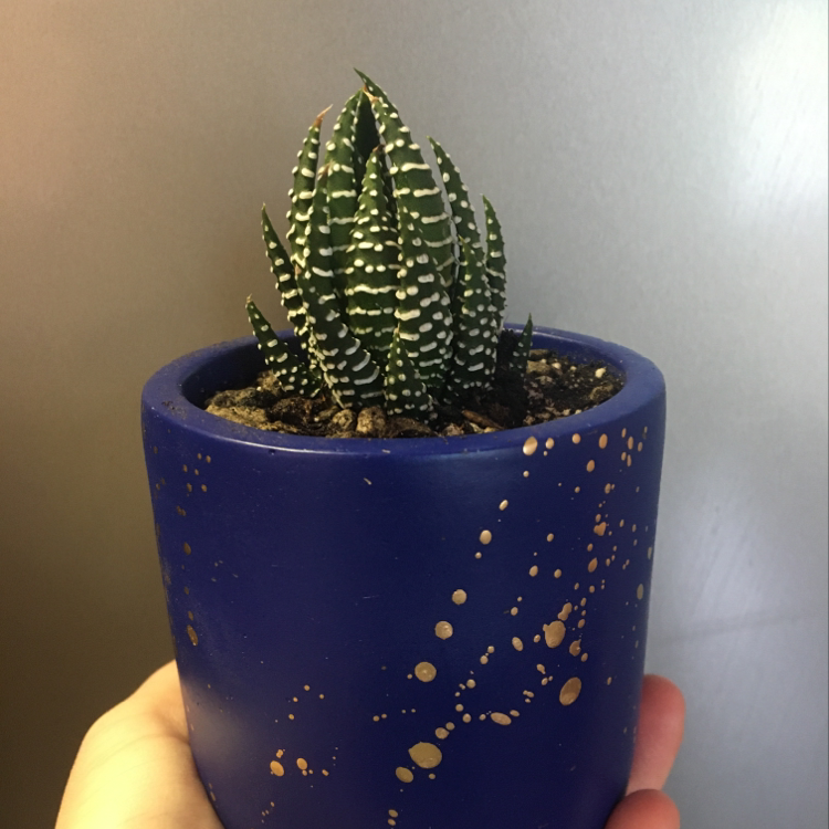 A healthy Zebra Plant in a blue pot, held in a hand. The striped leaves form a full rosette shape.