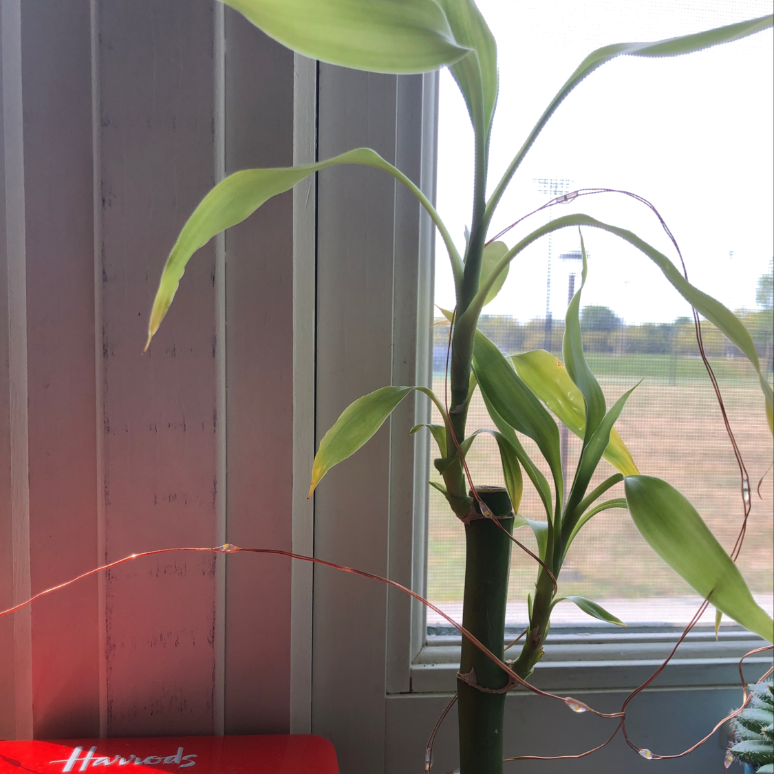Healthy potted Lucky Bamboo plant with tall green stalks and red ribbon accents in front of a bright window.