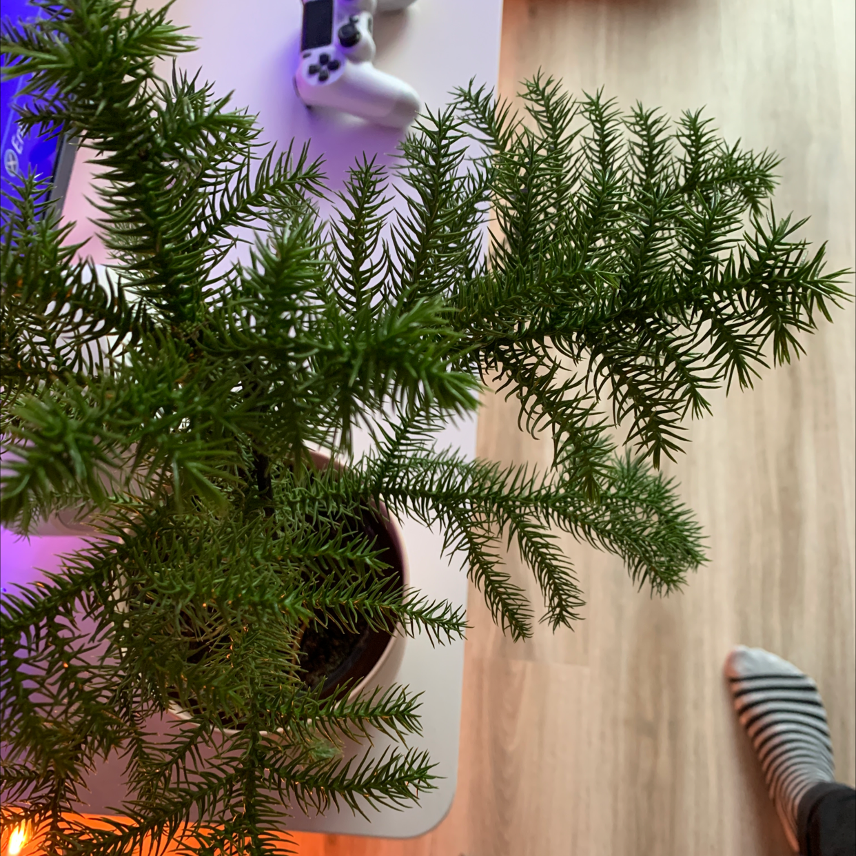 Norfolk Island Pine plant in a pot with vibrant green foliage.