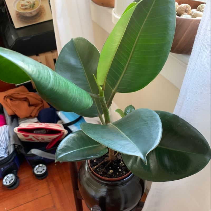 Photo of the plant species Purple Split Rock by Sumera named Rubber on Greg, the plant care app