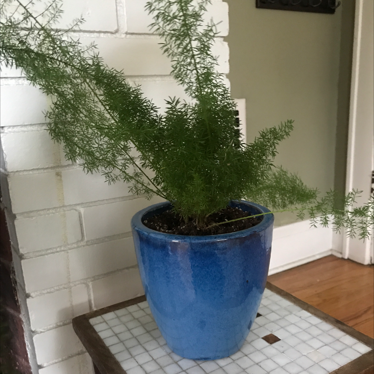 Potted plume asparagus fern plant with lush green fronds showing slight yellowing, in blue ceramic pot on tiled floor.