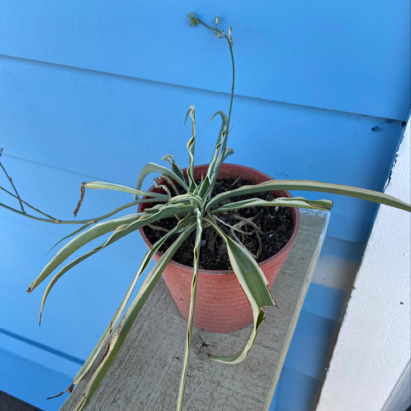 Healthy century plant in terracotta pot with long spiky blue-green leaves against blue wooden background.