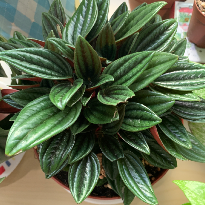 Healthy Emerald Ripple Peperomia with vibrant green, rippled leaves in a pot.