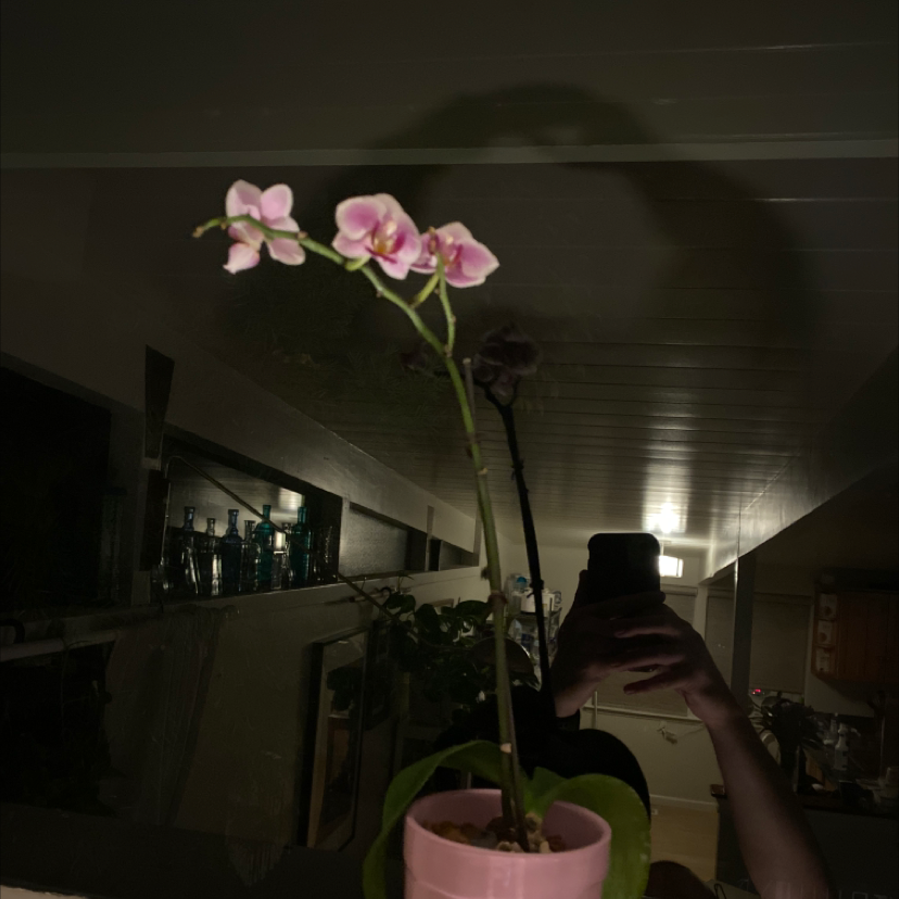 A potted Persian Cyclamen plant with several pink flowers in bloom, appearing healthy and well-cared for indoors.