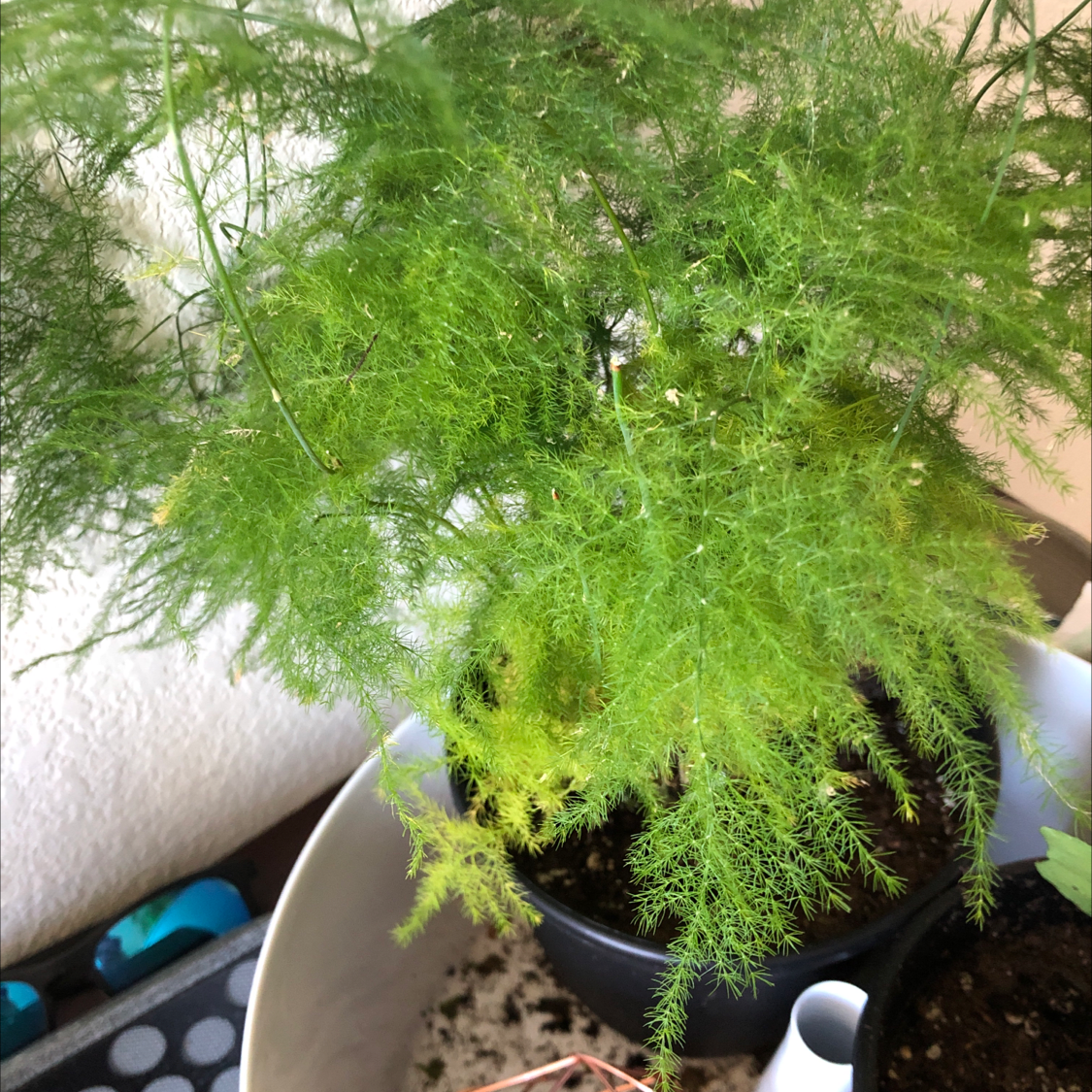 Healthy, lush Asparagus Fern with vibrant green foliage in a gray pot, well-framed image with plant in focus.