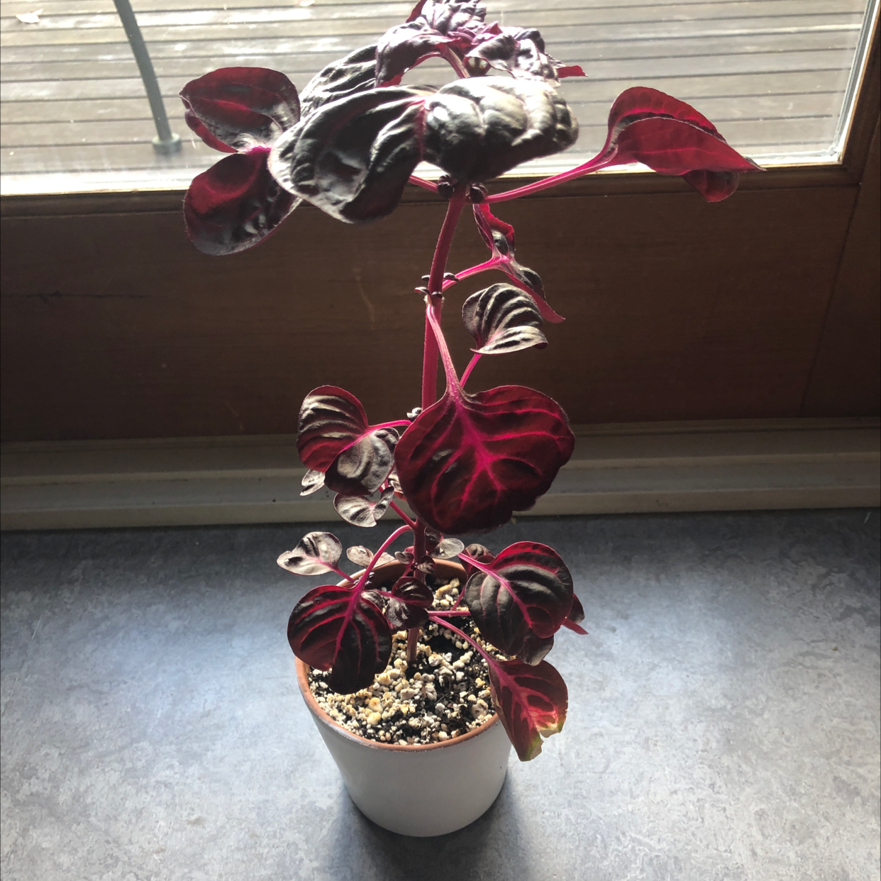 Potted Herbst's Bloodleaf plant with vibrant reddish-purple lobed leaves. Some older leaves fading to pale red. Indoors on gray surface.