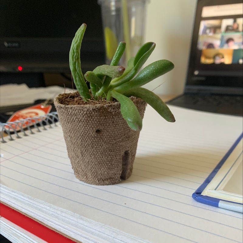 Healthy Portulaca succulent plant in a burlap pot on a wooden surface with good natural light and framing.