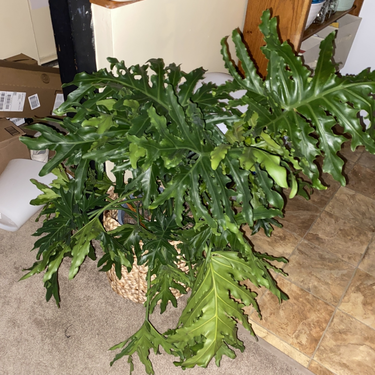 Photo of the plant species Reverted Black Velvet by Megan named Agnus on Greg, the plant care app