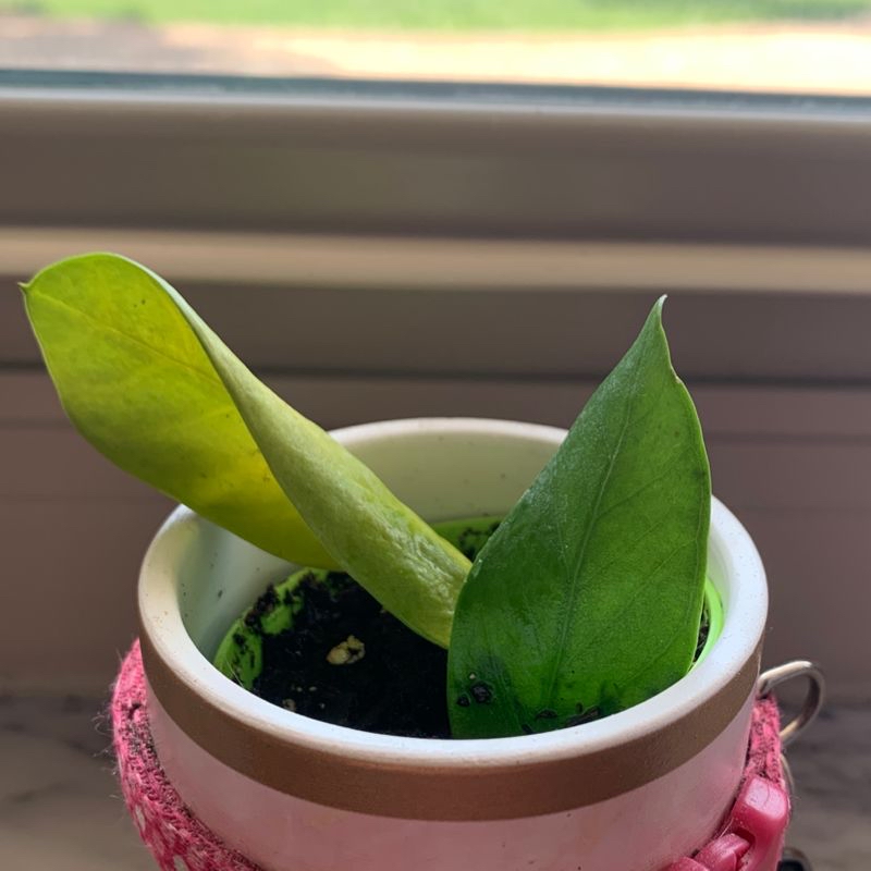 Healthy, glossy ZZ plant with deep green leaves in a pink pot, no signs of discoloration or disease, well-framed indoor photo.