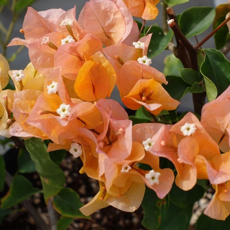 Why Are My Bougainvillea Leaves Curling?