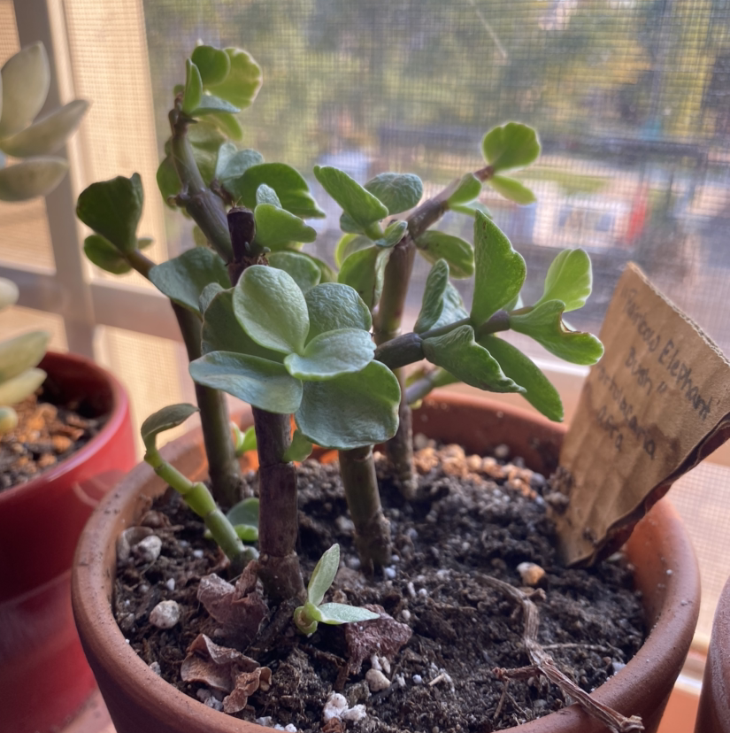 Elephant Bush (Portulacaria afra) in a pot with visible soil and some dried leaves at the base.
