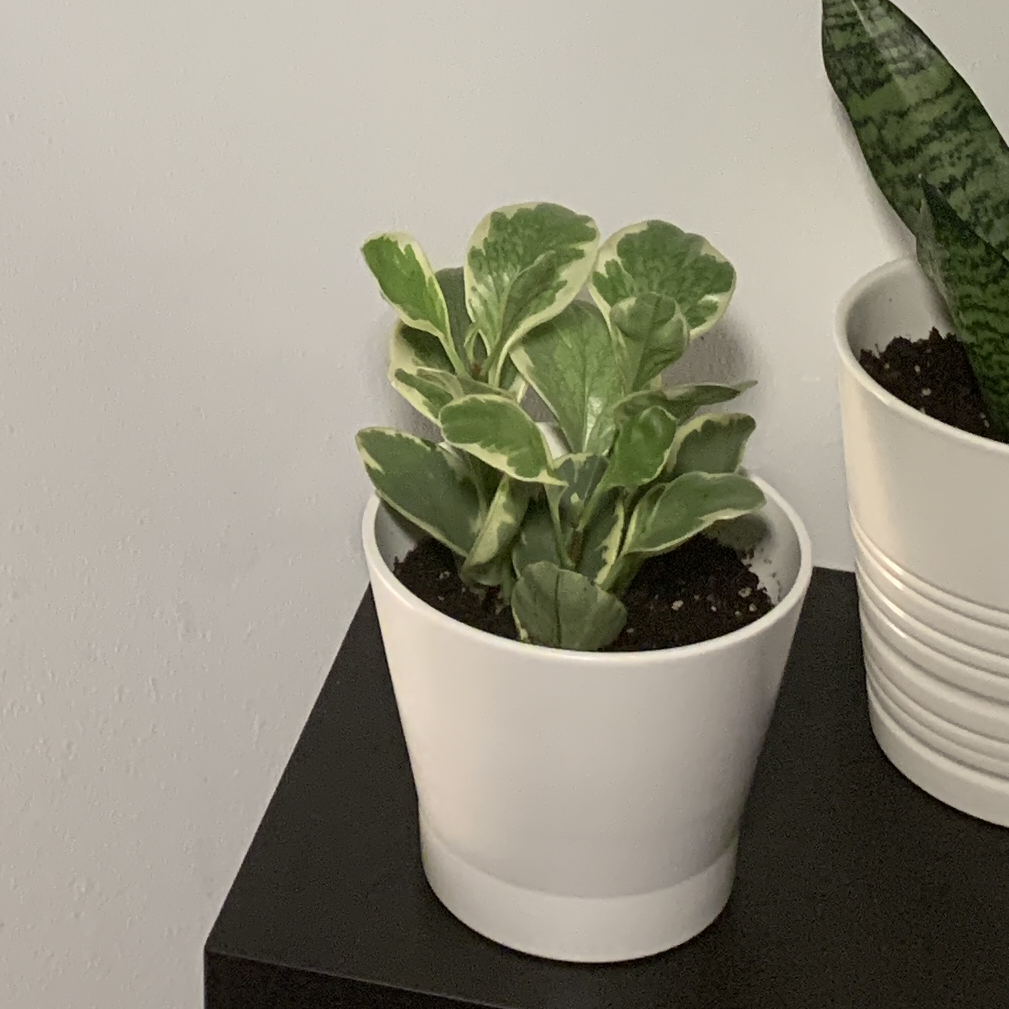Photo of the plant species Giant Hawaiian pothos by Noah named Achilles on Greg, the plant care app