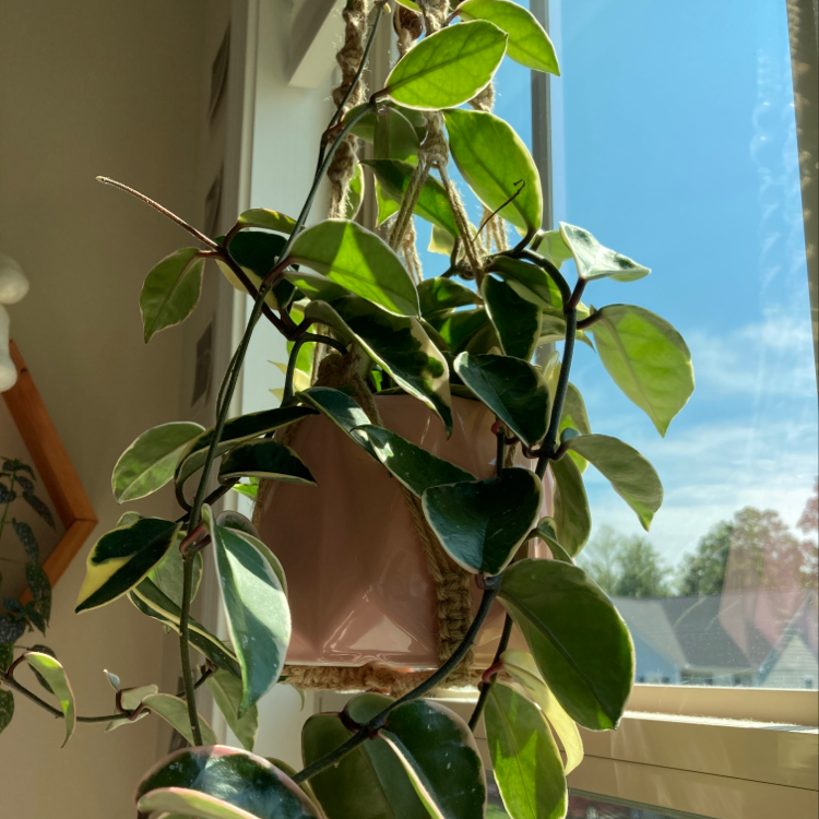 Healthy waxplant with glossy green and variegated leaves climbing and trailing near a sunny window.