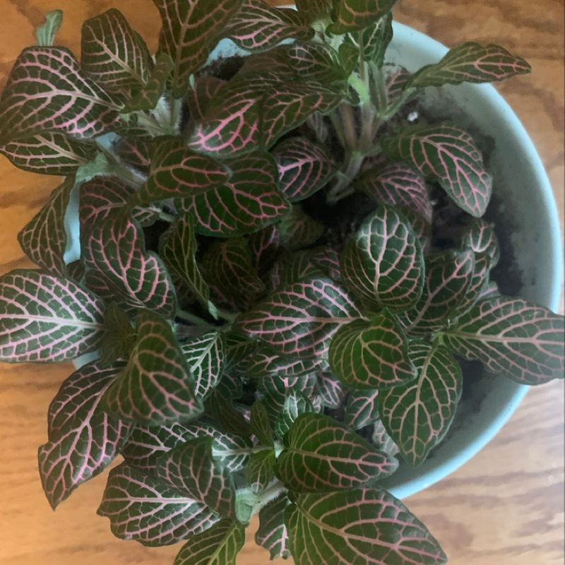 Plant care for Cherry Tree on Greg, the plant care app