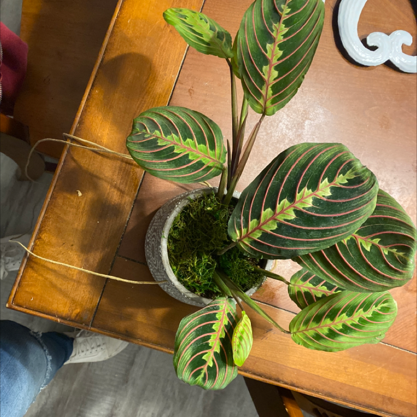 Healthy green prayer plant with vibrant striped leaves in a small pot on a wooden table, soil surface visible.