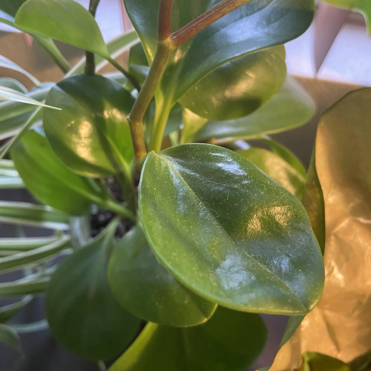 Plant care for Jade Tree on Greg, the plant care app