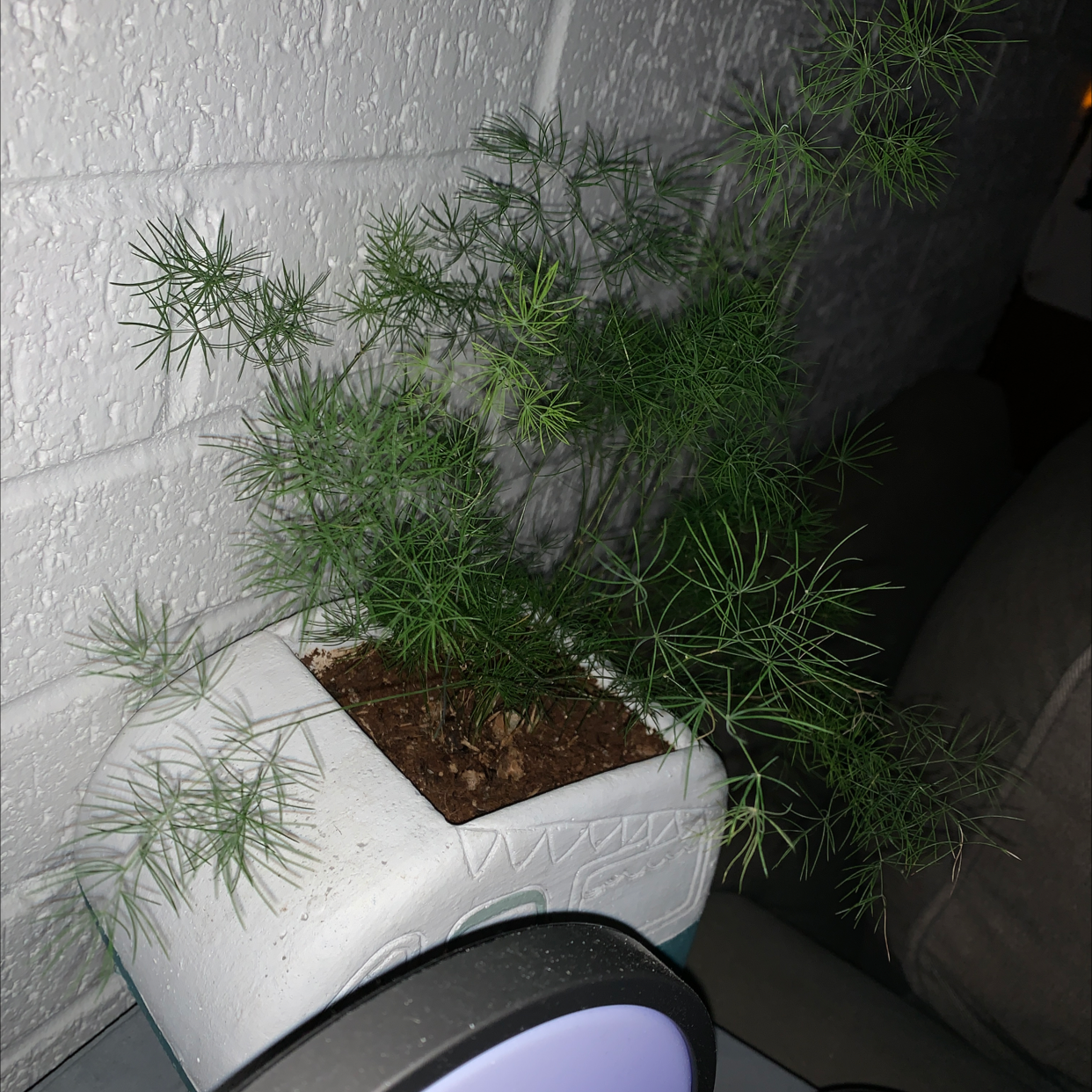 Healthy asparagus fern in white pot against white wall, showing full green needle-like foliage and bark mulch on soil surface.