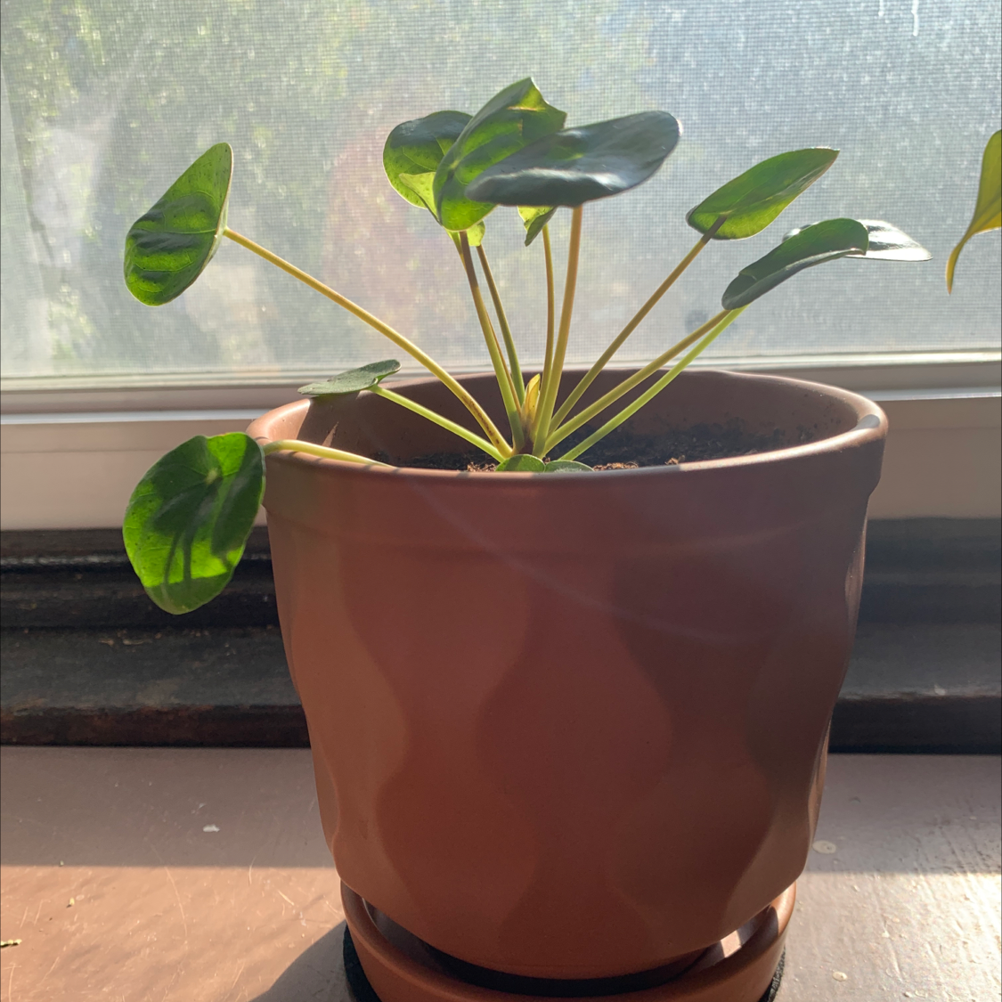 Healthy Painter's Palette plant with glossy veined leaves in brown ceramic pot on windowsill