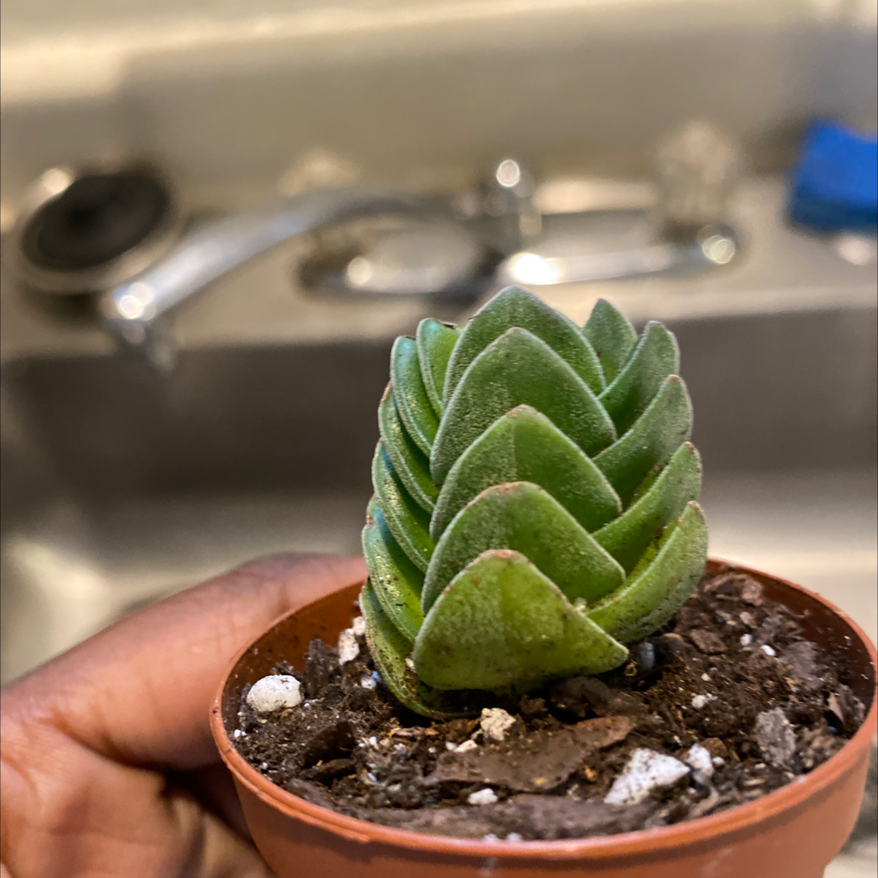 Crassula 'Buddha's Temple' plant in a small pot, held by a hand, with a sink in the background.