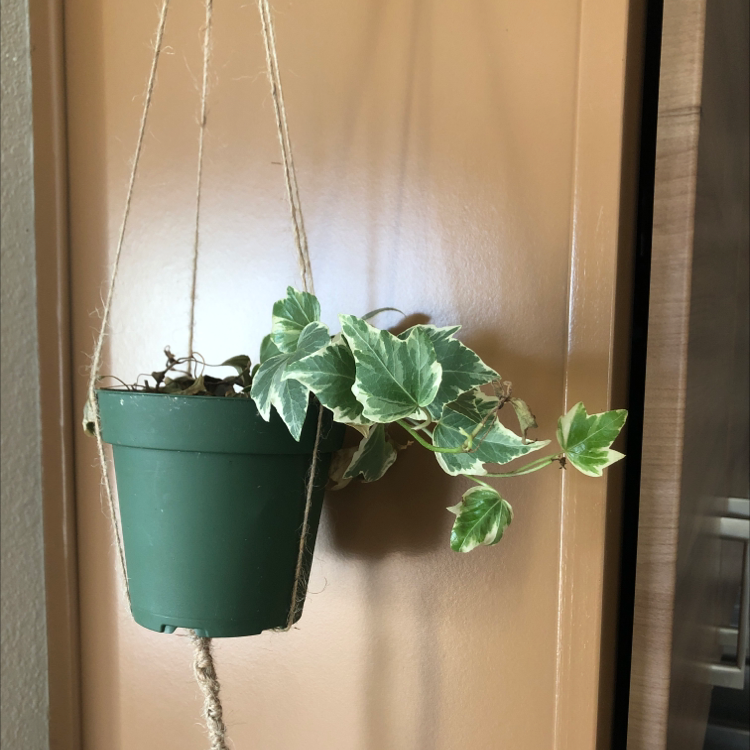 Variegated ivy plant in a hanging green pot with healthy green and white leaves.